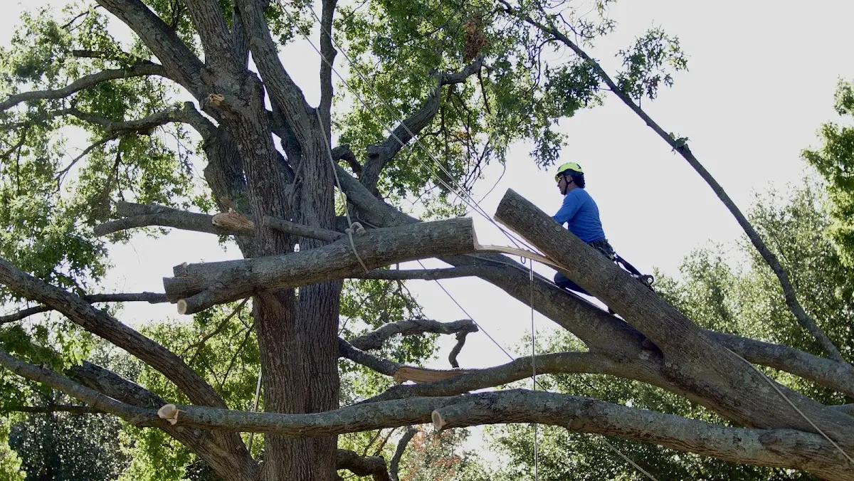 Professional Crown Thinning performed by certified arborists in Colcord